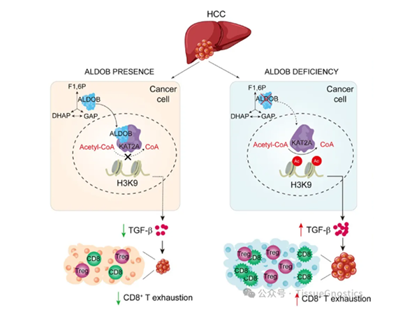 Hepatology | 中(zhōng)國科學院上海營養